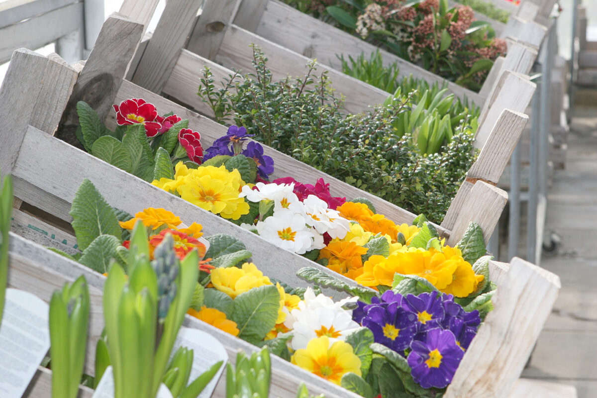 Markttreiben begrüßt Frühling